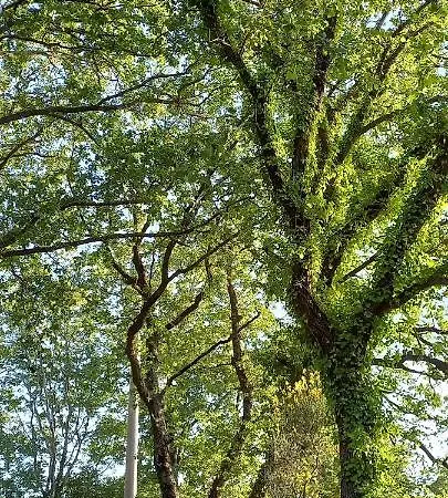 La Casetta Di Ross 아파트