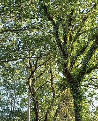 La Casetta Di Ross 아파트